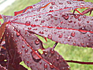 up close shot of raindrops sitting on Japanese Maple leaf