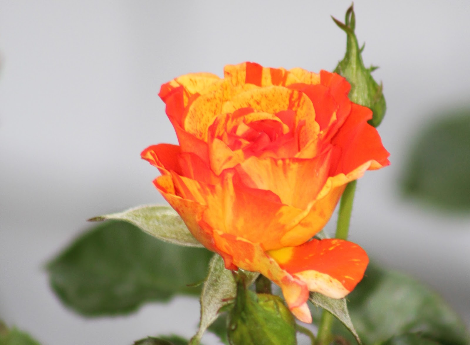 The Striped Rose Diaries Oranges and Lemons The First of my Striped