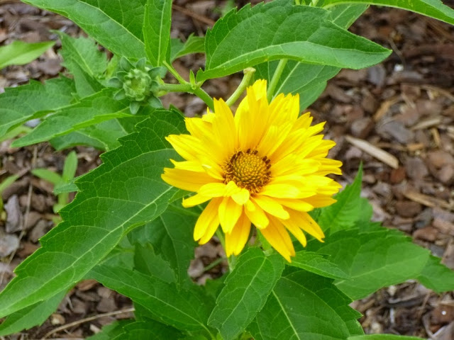 Heliopsis helianthoides, Ox-Eye Sunflower, "Summer Sun"