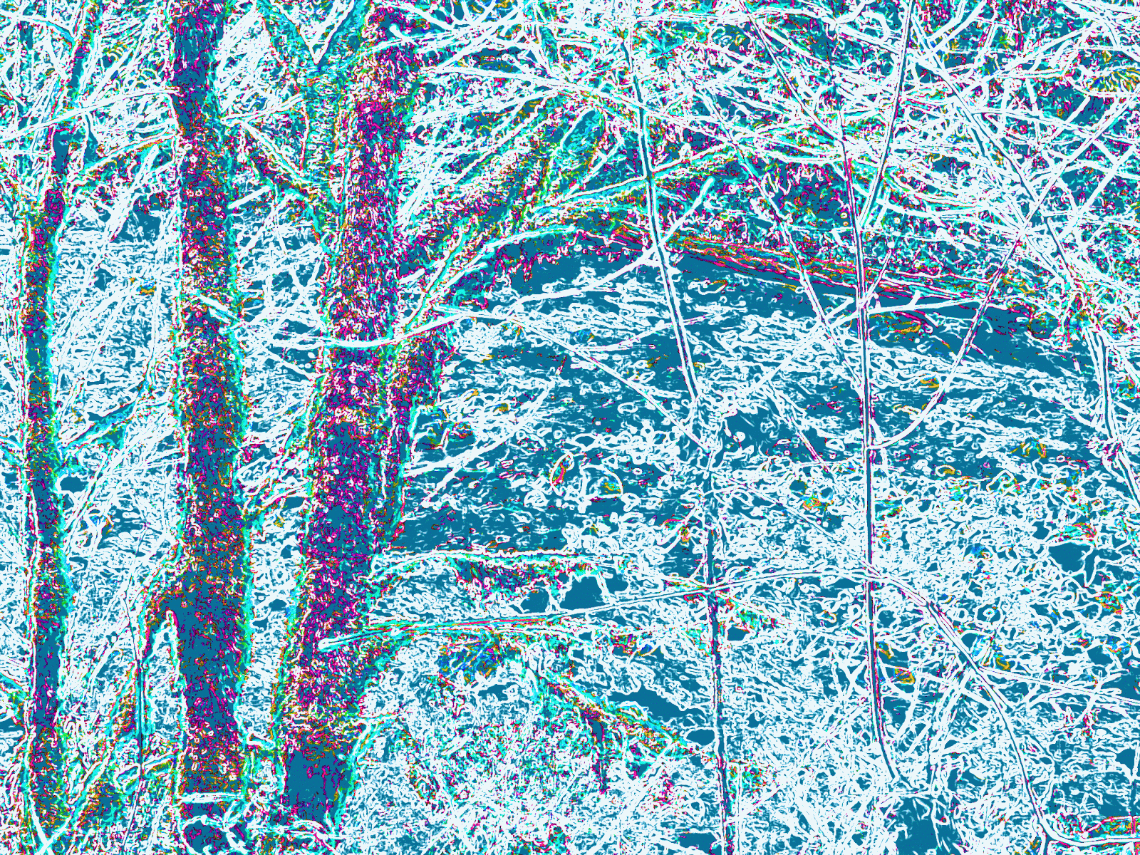 -arooski: Winter Tree - Color Series