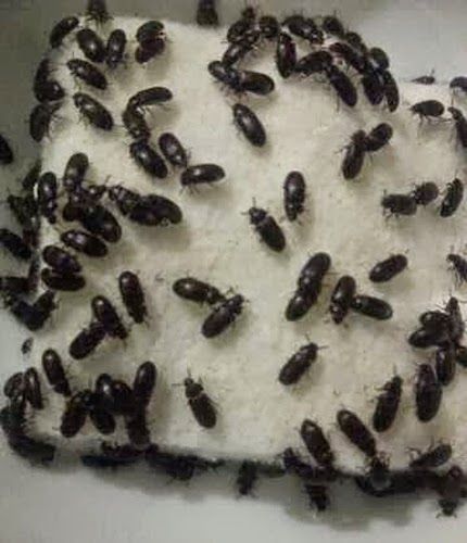 Manfaat Semut Jepang