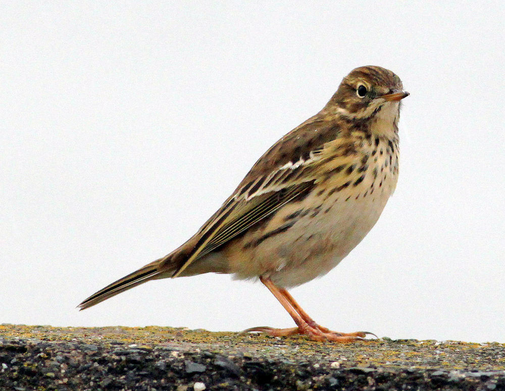 Another Bird Blog Spitting Images