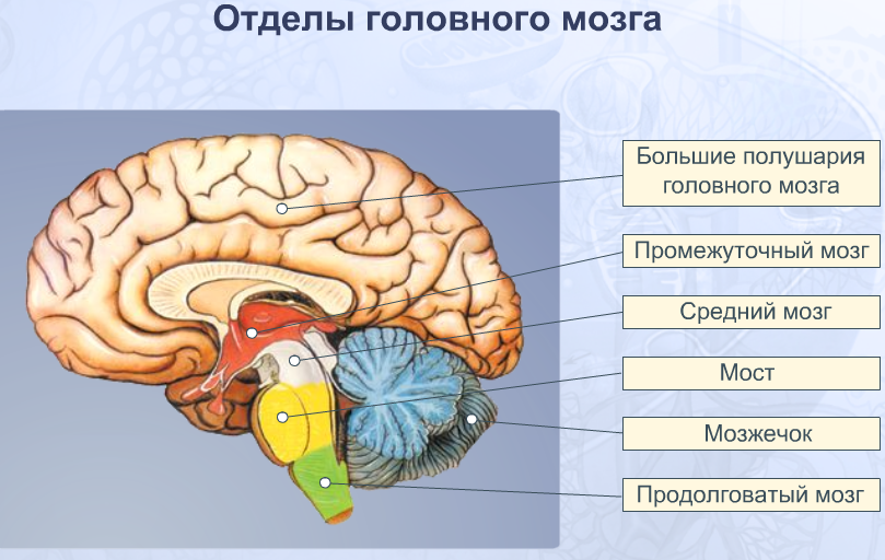 джинсовые изделия из белоруссии