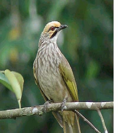 Burung Cucakrawa Ku Nenek Moyang Burung Cucakrawa Merbah
