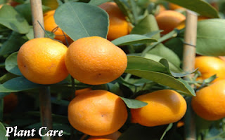 Citrus Plant Care