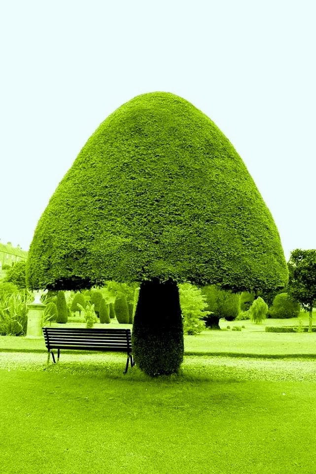 Kreativiti seni gubahan pokok hiasan - Relaks Minda