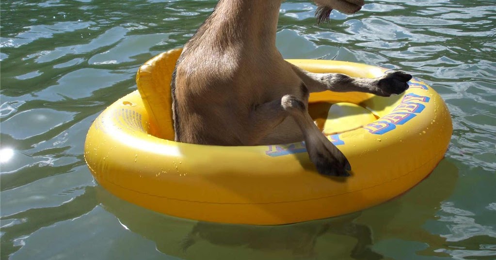Whatever Floats Your Goat...