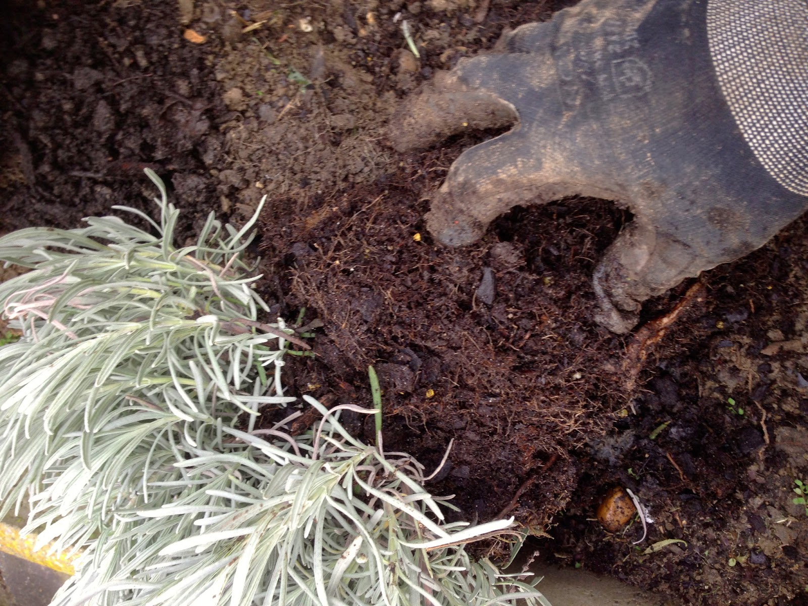 Cagouille S Garden Par Quoi Vais Je Remplacer Mes Buis