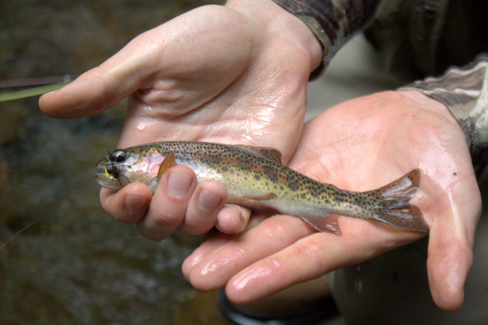 Small stream rainbow trout from the Great Smoky Mountains National Park