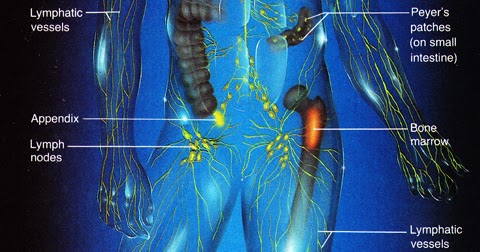 Discovering Something New -- ongoing learning: Body’s lymphatic system