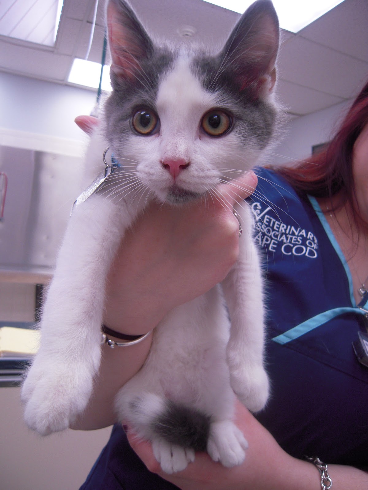 VETERINARY ASSOCIATES OF CAPE COD June is AdoptaCat Month!