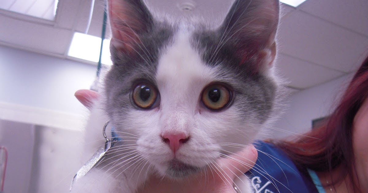 VETERINARY ASSOCIATES OF CAPE COD June is AdoptaCat Month!