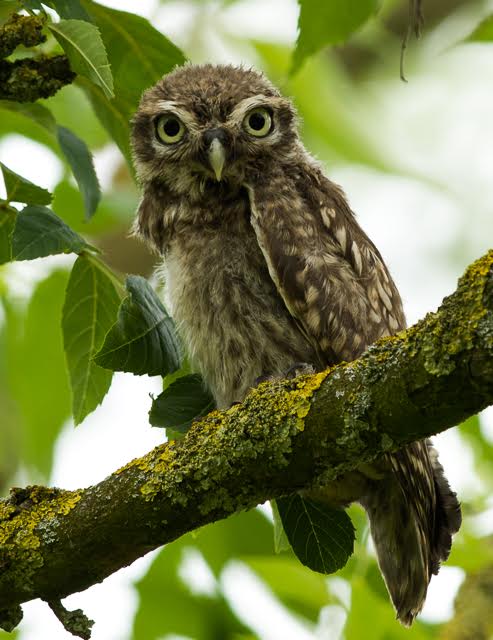 Little Owl