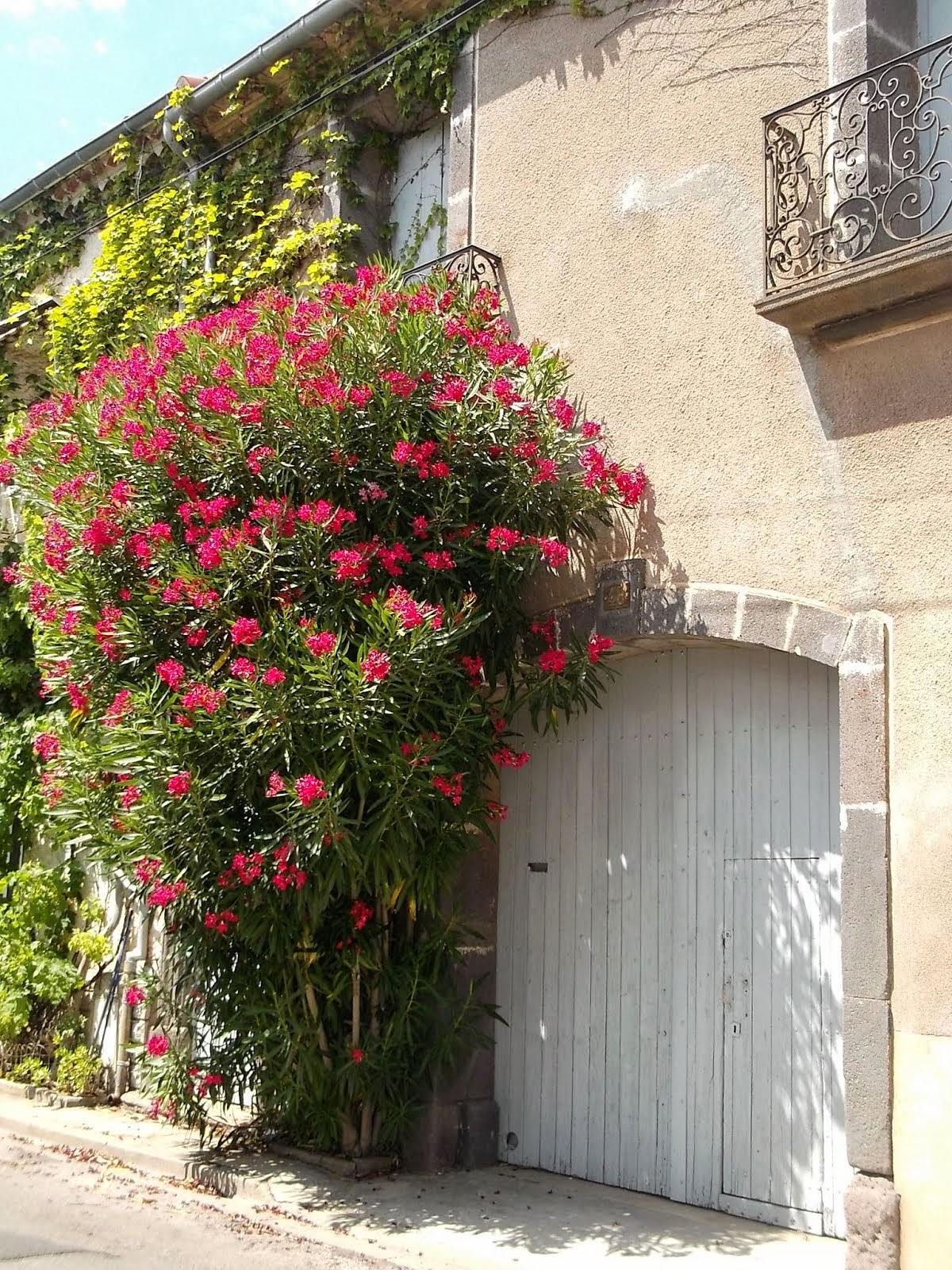 oleander, marseillan