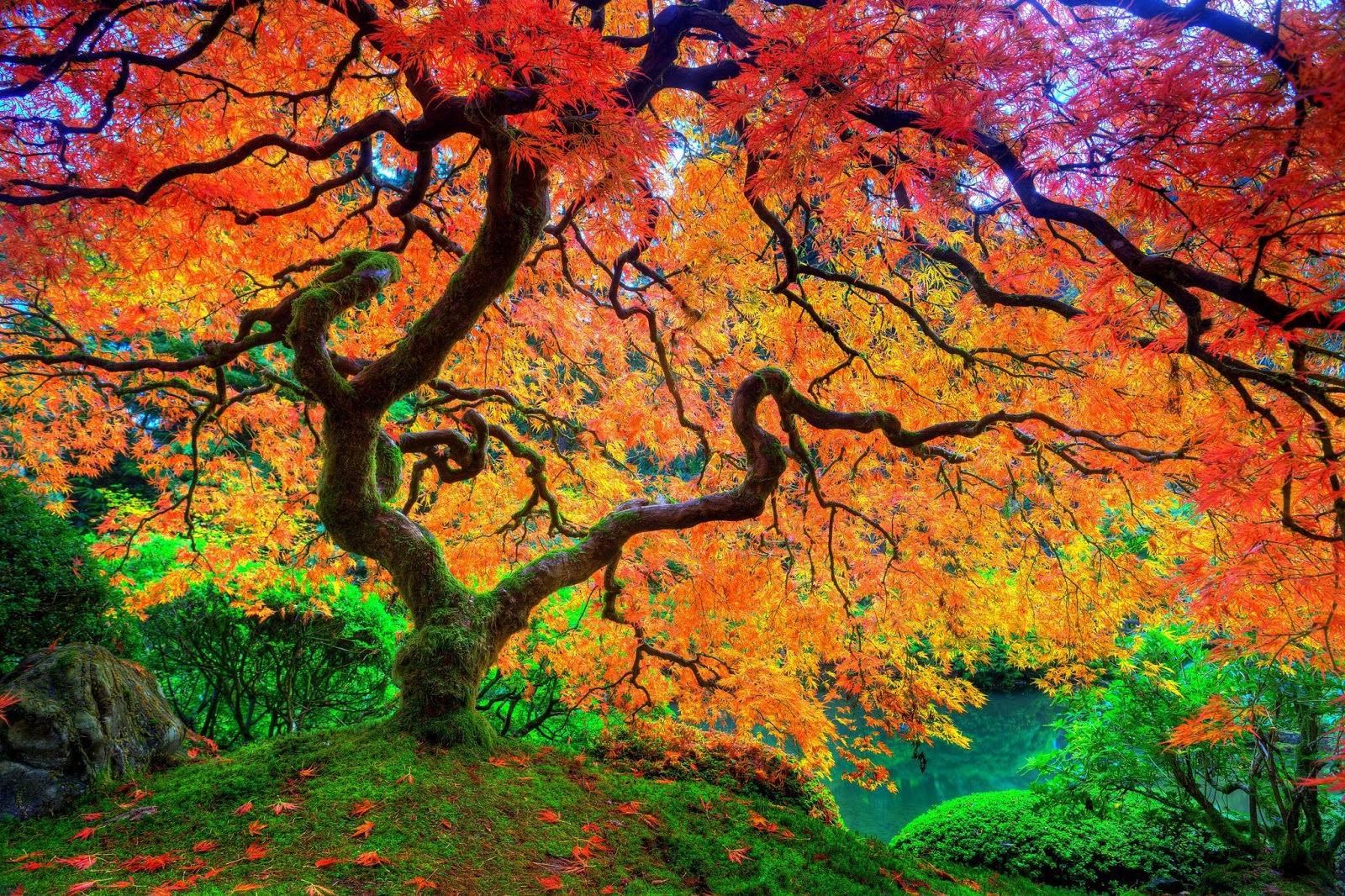 maple tree maple tree