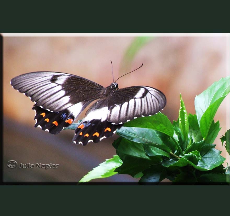 Female Orchard Swallowtail 2