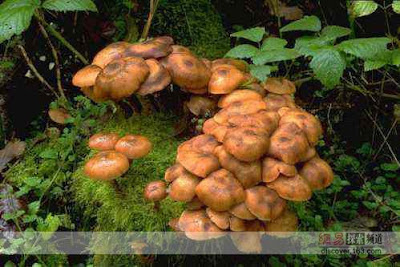 巨型蘑菇