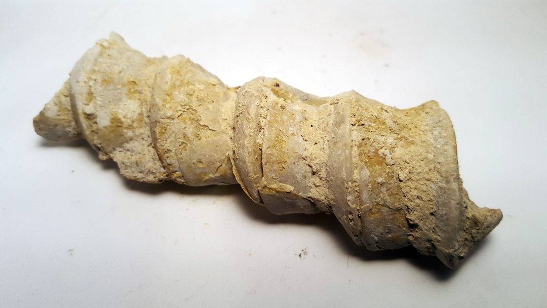 Esoterizona Fossil Hunting in the Texas Hill Country