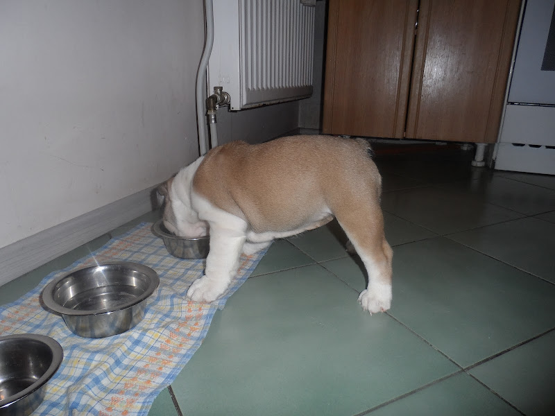 Маленький щенок любит поесть