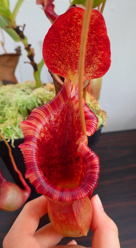 食虫植物/N.lowii x ventricosa-red   EP