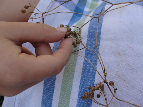 removing coriander seeds off the cilantro plant