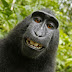 Macaco rouba câmera de fotógrafo e faz um autorretrato 'sorridente'!