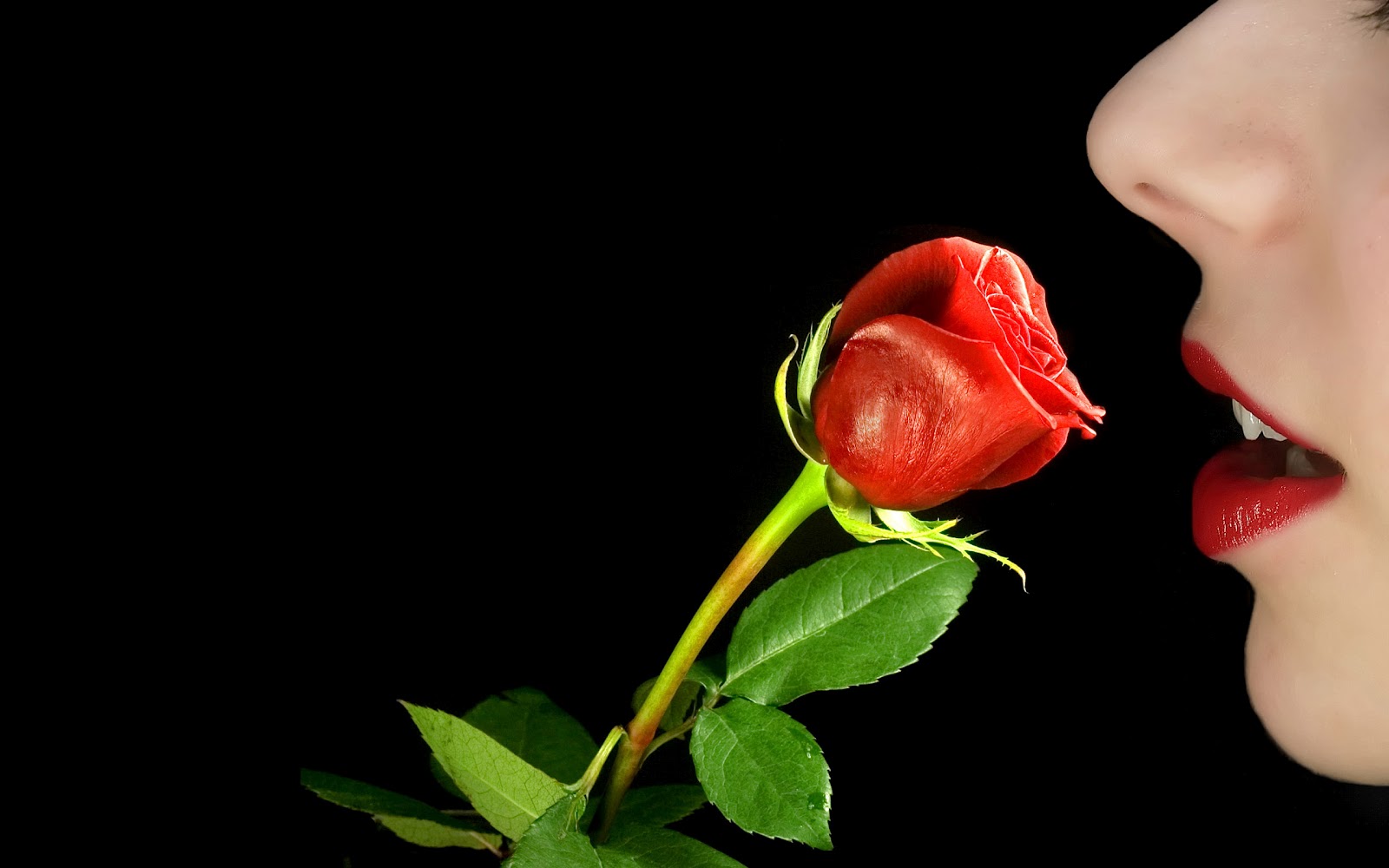 Touch My Heart: 30 Roses Best Lovers Pack Wide Wallpapers