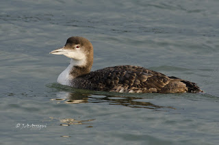 Colimbo grande, Gavia immer, Great Northern Diver