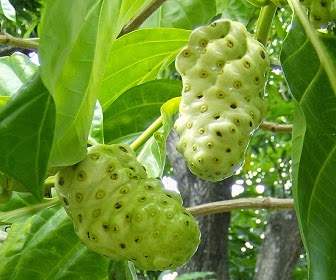 Buah Mengkudu 8 Manfaat Buah Mengkudu Bagi Kesehatan