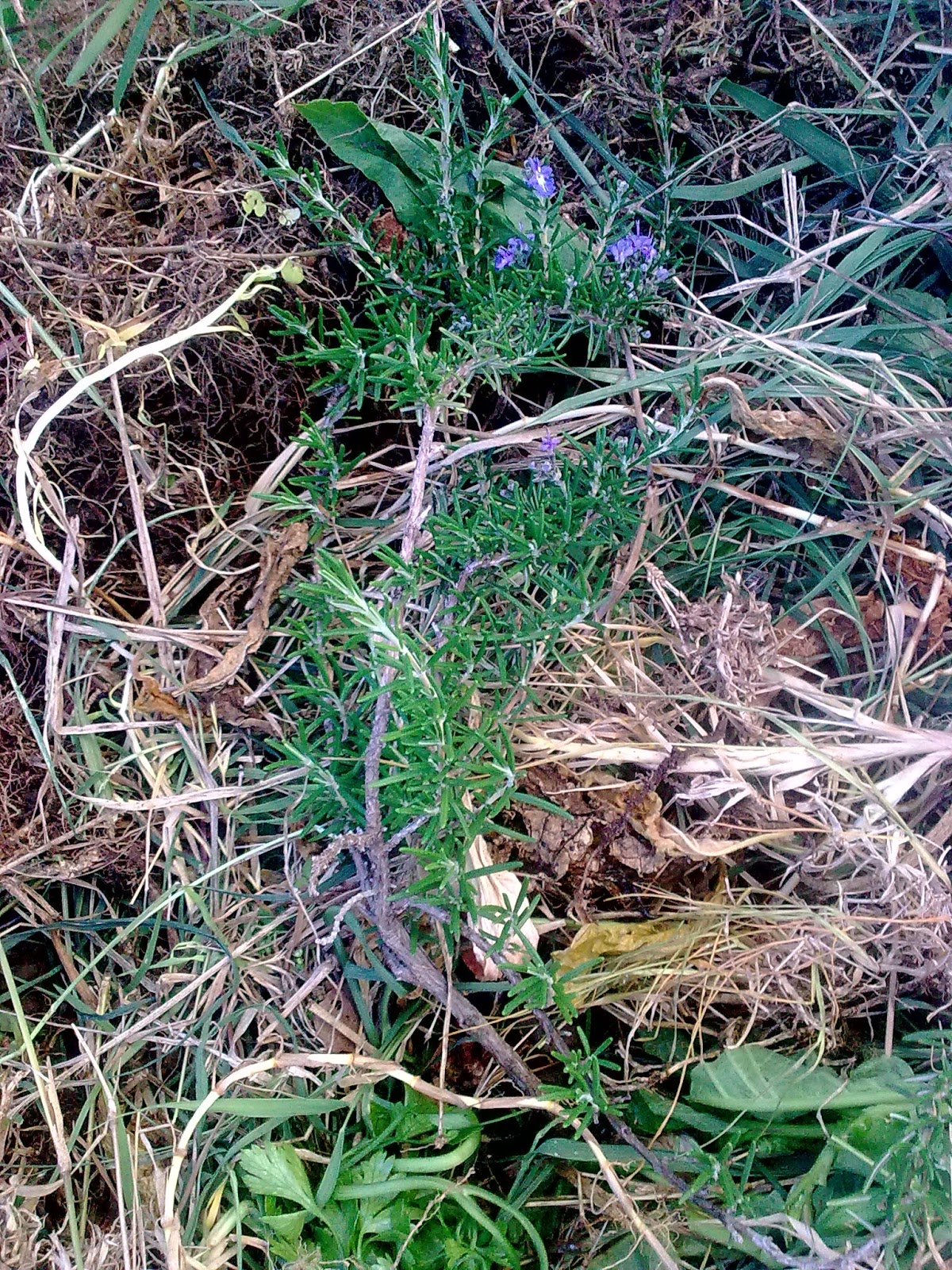 companion planting organic gardening Layering Rosemary