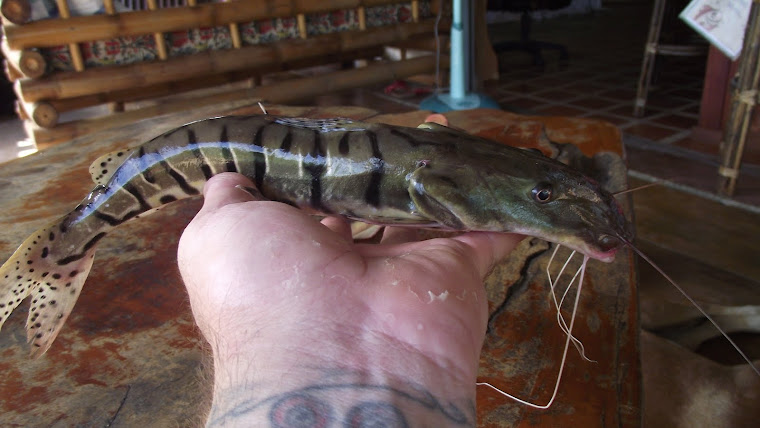 Shovel nose tiger catfish from Brazil