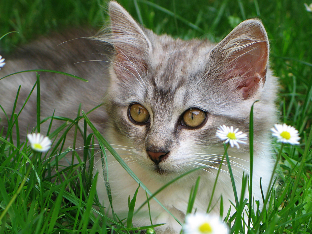 Best elegant cat  okay wallpaper Best elegant cat  okay wallpaper