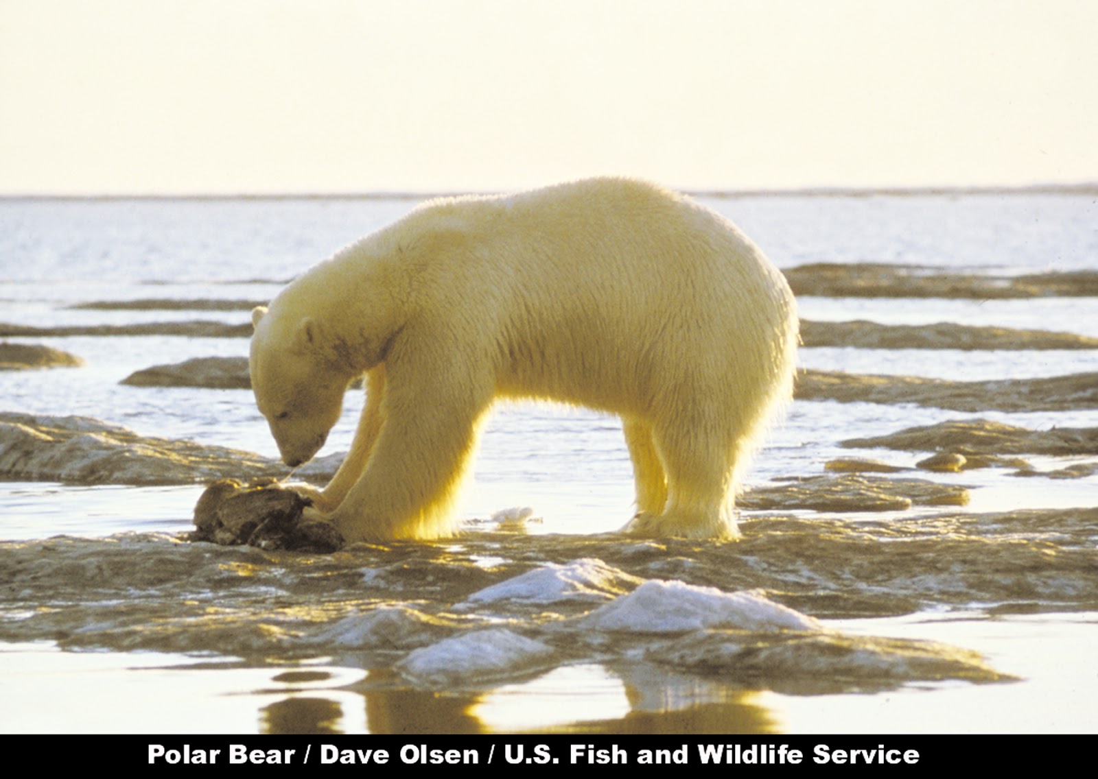 polar bear predators polar bear predators