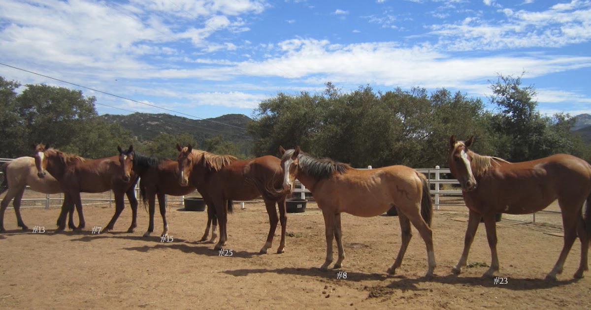Equine WellBeing Rescue, Inc. Update on Feedlot Horses 81711