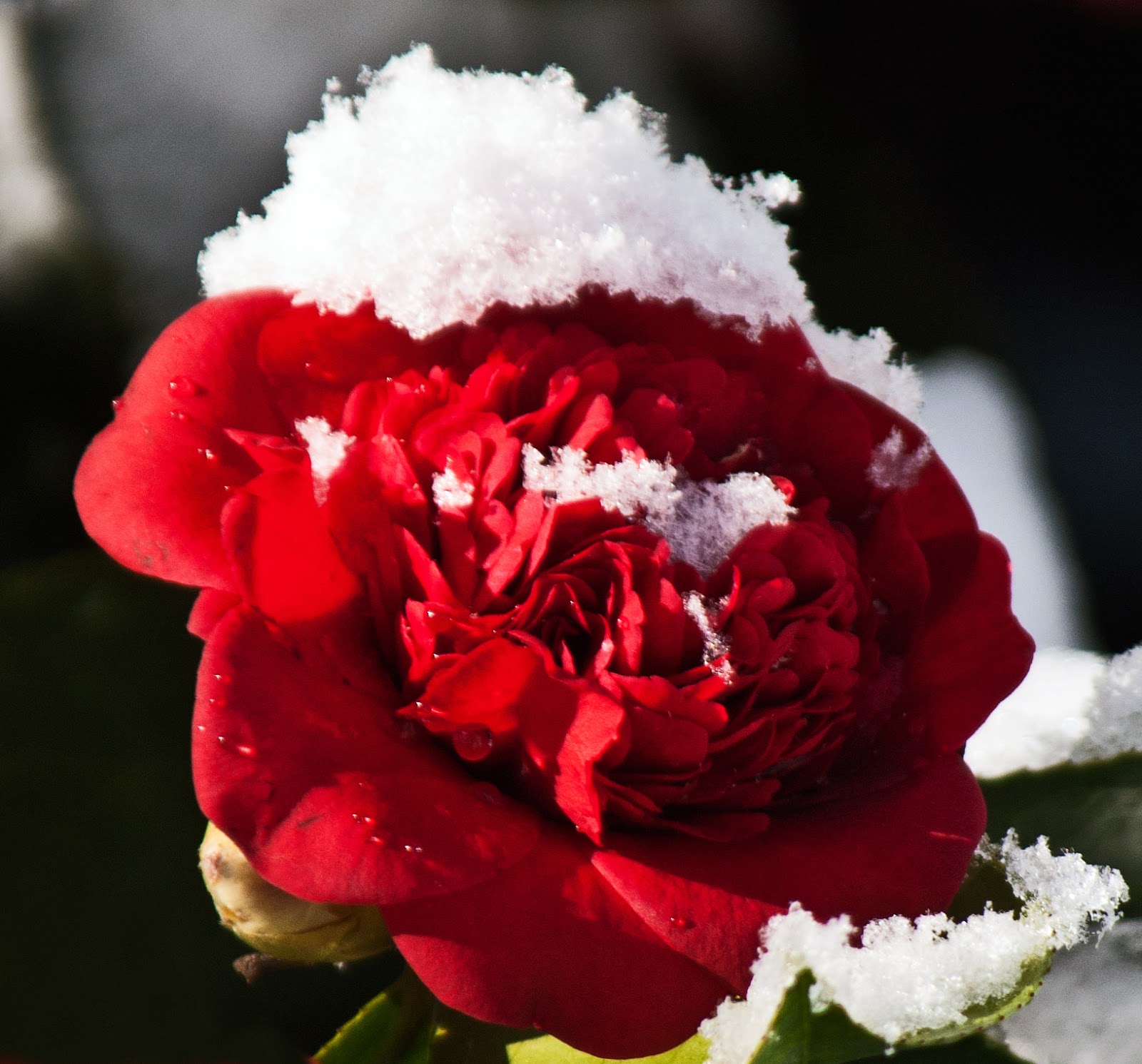 Gardening in the Heart of Virginia Camellias How to Grow Them
