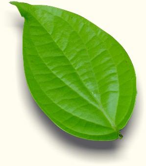 Daun Menjari