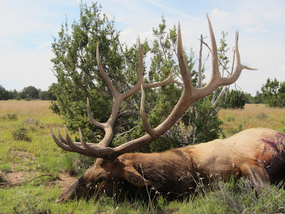 Unit+9+Arizona+Archery+Elk+Hunt+Colburn+and+Scott+Outfitters+Jeff+Hartland+1.JPG