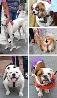 Some of the adorable pets at Chicago's Adoption Event on Oak Street and Michigan Ave.