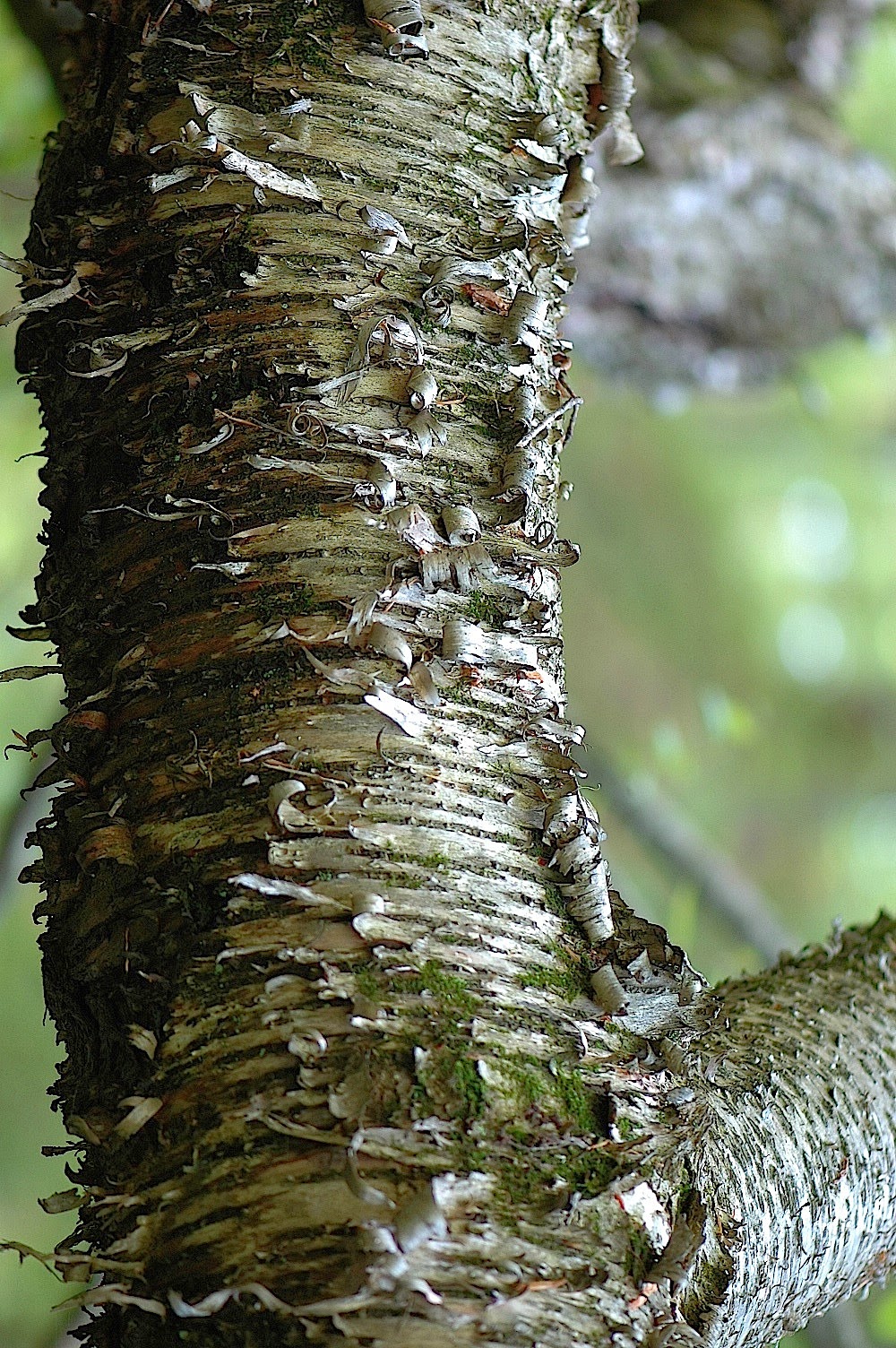 Field Biology in Southeastern Ohio Birch Family