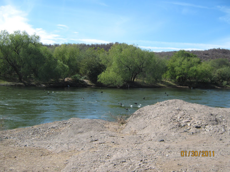 Aves en el río