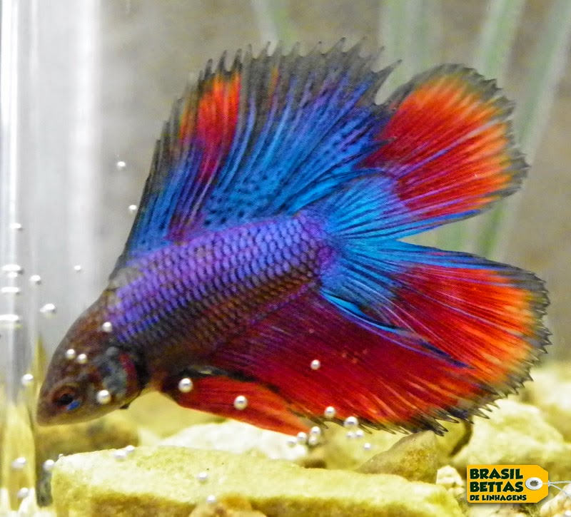 Are Betta Fish A Good Pet For Kids Are Betta Fish A Good Pet For Kids