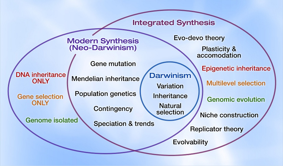 Modern synthesis definition picture