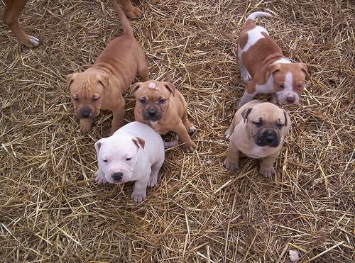 baby pitbull puppies pitbull terrier wallpaper baby pitbulls baby pitbull puppies pitbull terrier wallpaper baby pitbulls