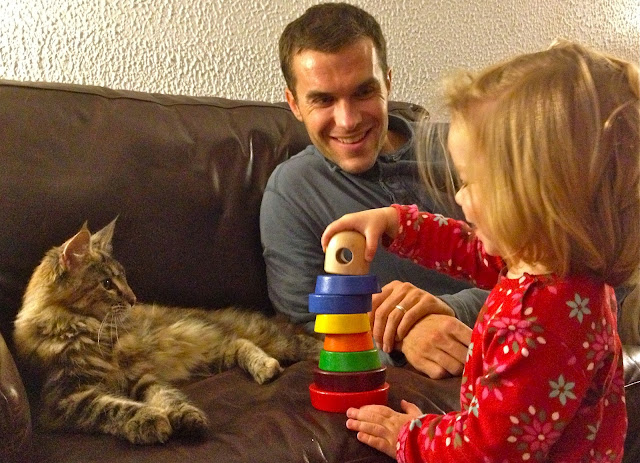 Maine Coon kitten playing with a ball
