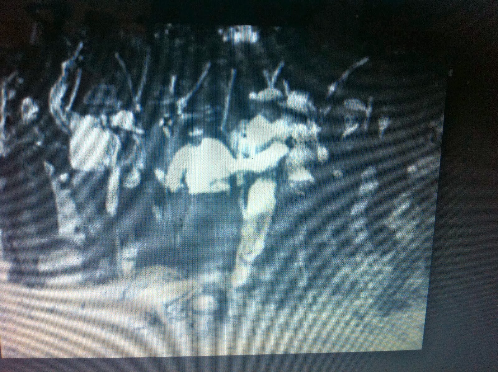 THE BLACK SOCIAL HISTORY BLACK SOCIAL HISTORY THE 1946