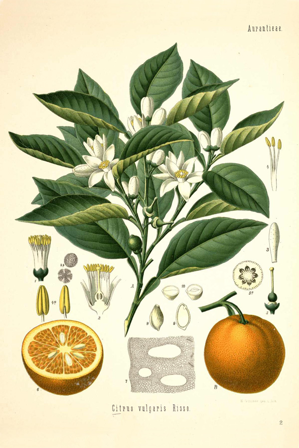 Vintage Botanical Prints