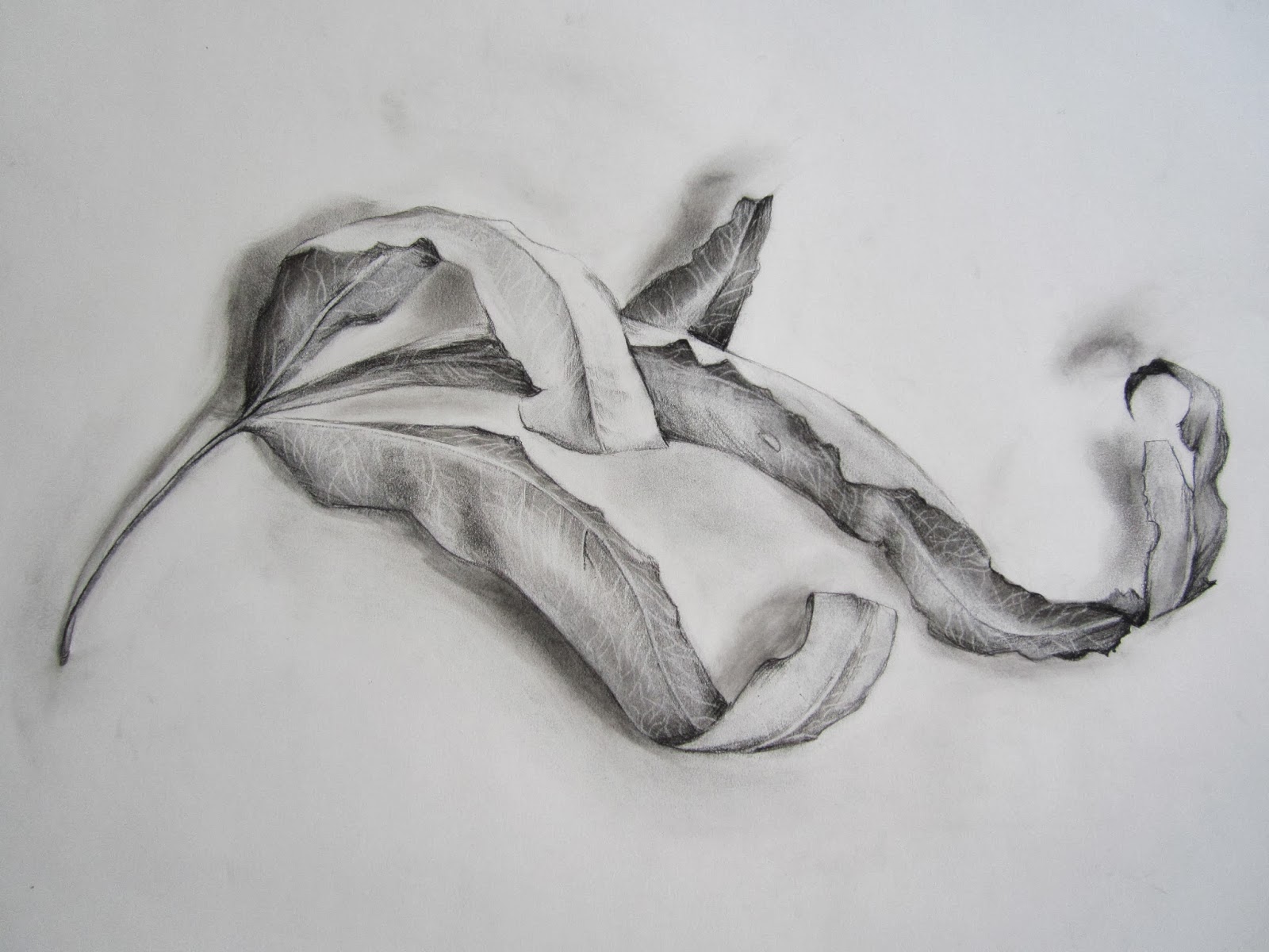 AbeDraws dried leaf (charcoal drawing)