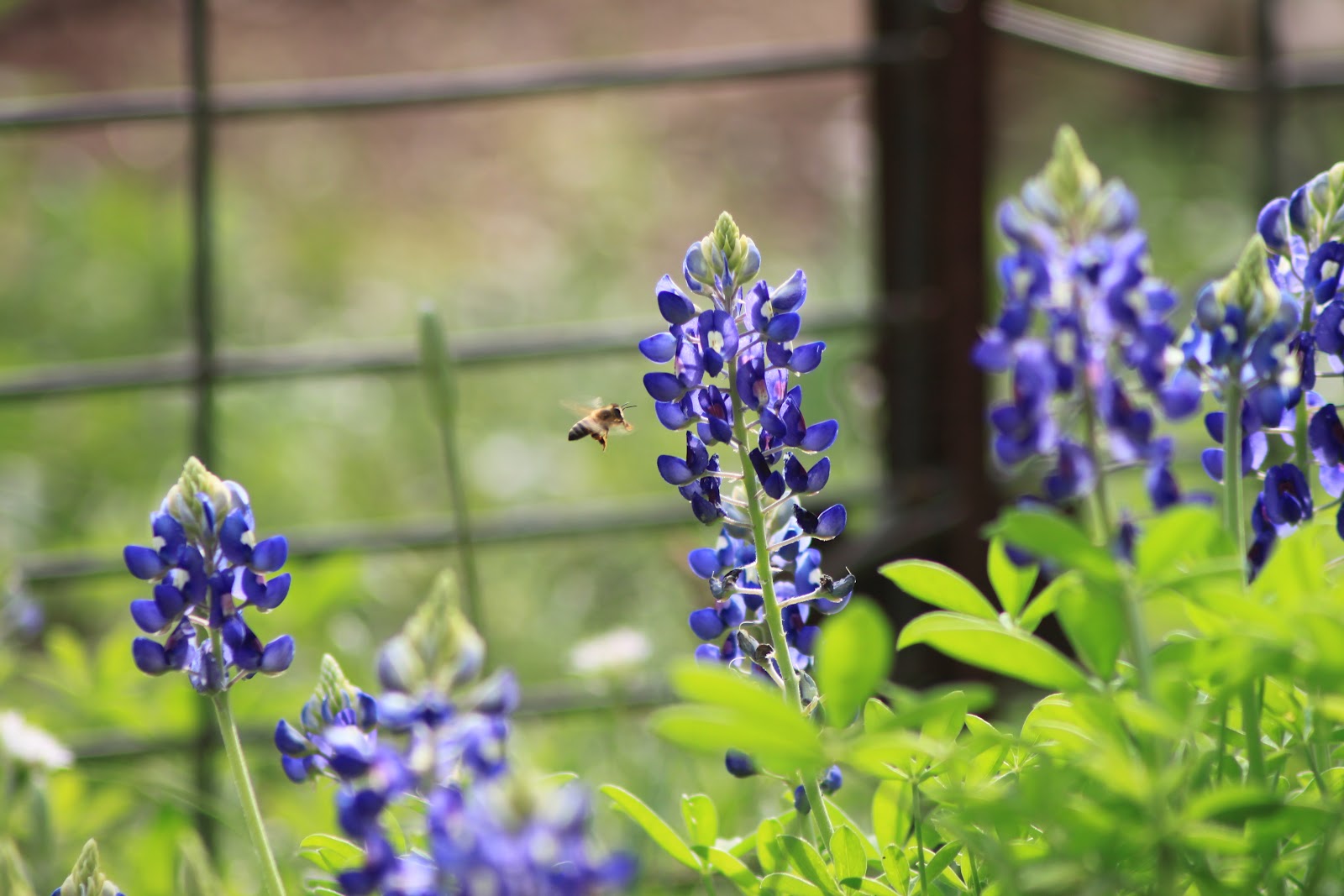 RockOakDeer Plant ABCs L is for Lupinus texensis
