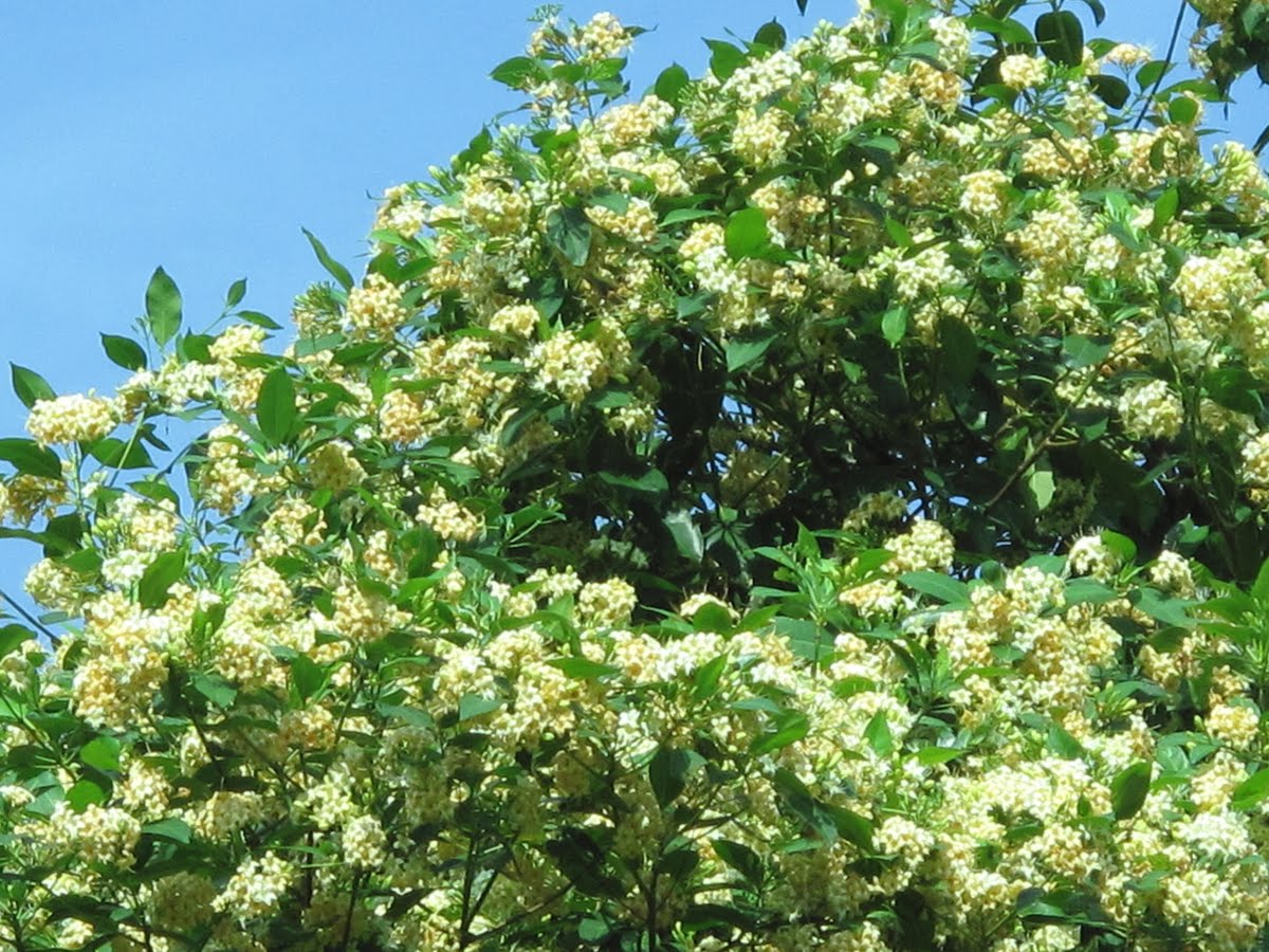 Look at Nature: Tembusu