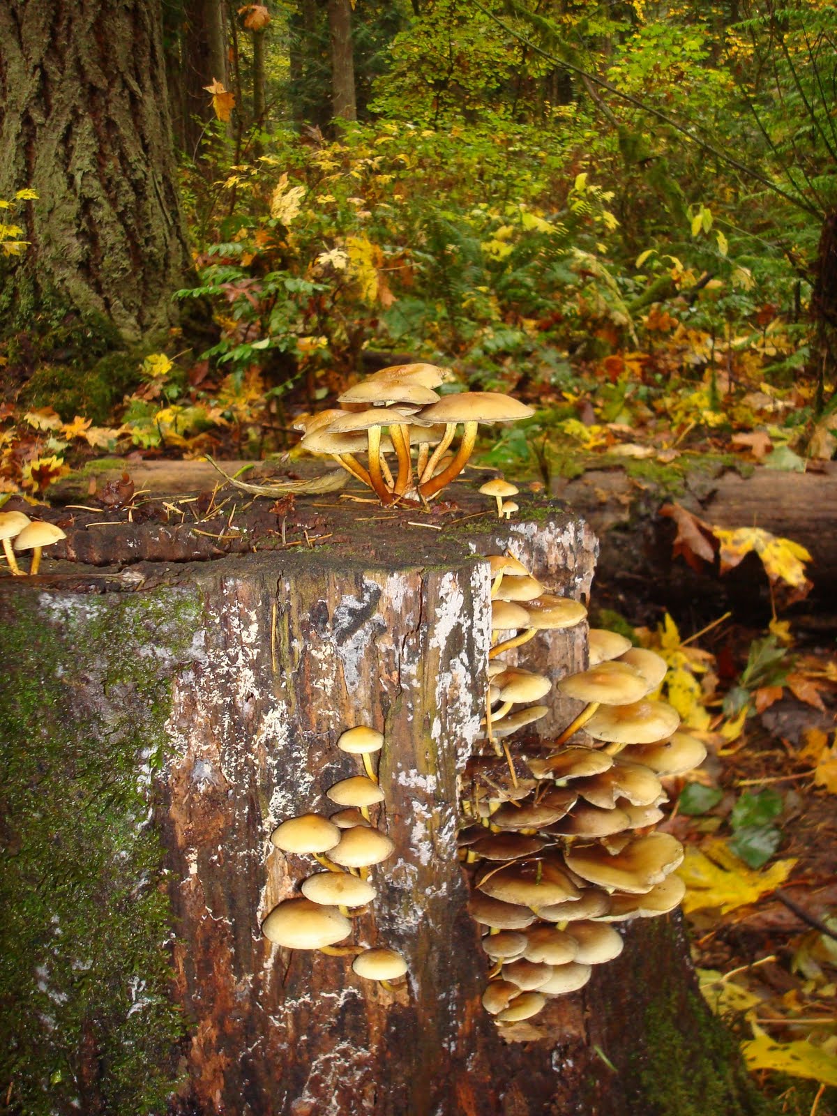 Exploring Tryon Creek Tryon Creek's Fungi Forest